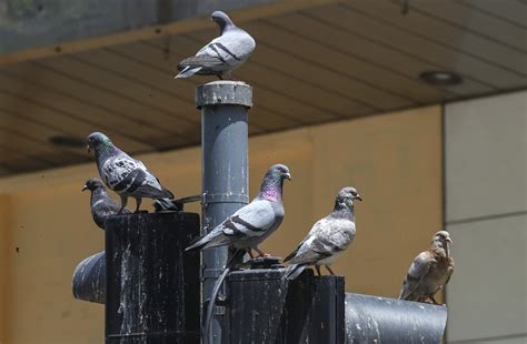 Hong Kongs Proposed Ban On Pigeon Feeding And Hk100000 Fine Ruffle