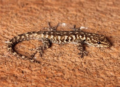 5 Different Types Of Geckos In Texas