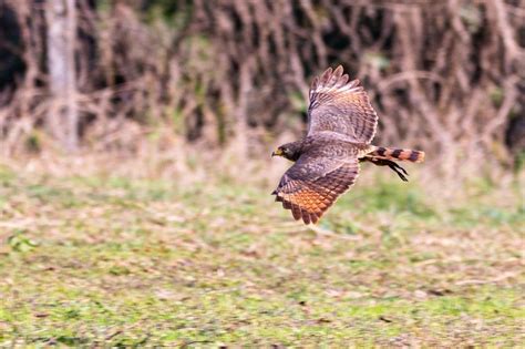 Lindeiros T M Pre O Especial Para Conhecer E Visitar O Centro De Falcoaria