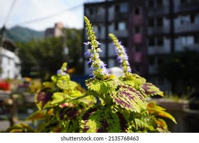 Coleus Forskohlii: Over 435 Royalty-Free Licensable Stock Photos | Shutterstock