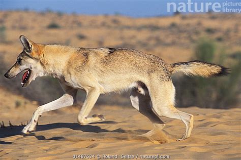 Stock Photo Of Arabian Wolf Canis Lupus Arabs Running Captive