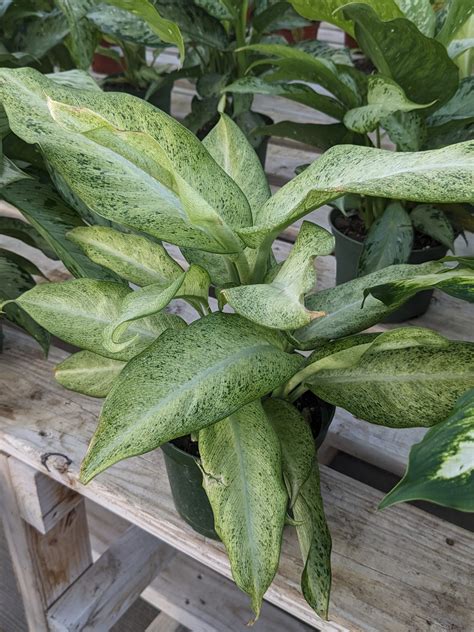 Dieffenbachia ‘assorted 6 Inch Pot Wilsons Garden Center