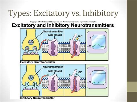 Excitatory Synapse Vs Inhibitory