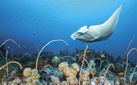 The Ultimate Guide to Scuba Diving Hawaii | Scuba Diving