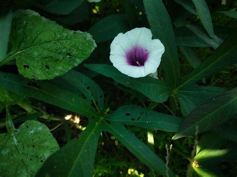 sweet potato flower 7