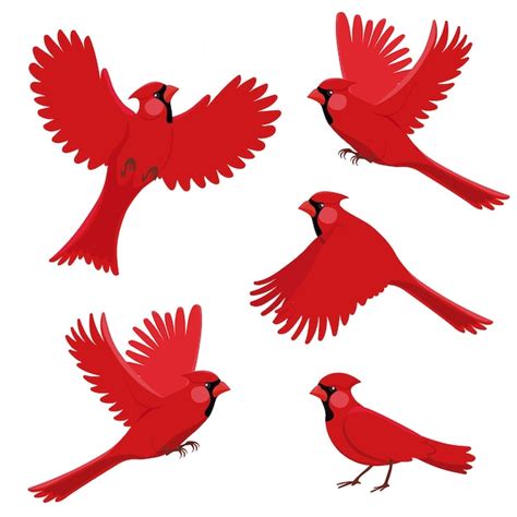 Cardenal Rojo P Jaro En Diferentes Posiciones Ilustraci N De Vector