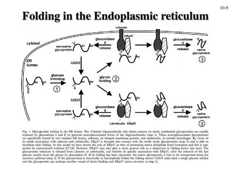 Ppt Protein Transport And Translocation Powerpoint Presentation Free