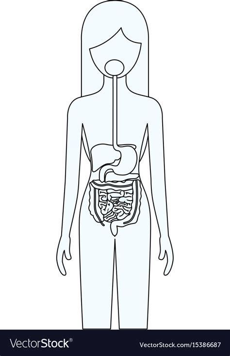 Sketch Silhouette Of Female Person With Digestive Vector Image