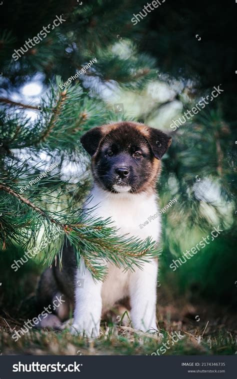 American Akita Cute Puppy Outside Beautiful Stock Photo 2174346735