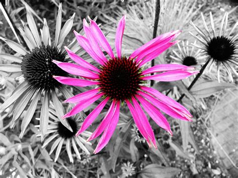The Brightest Flower - Corel Discovery Center