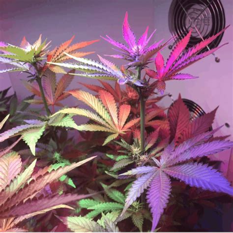 Autoflowering Grow Guide How To Grow Big Buds At Home Artofit