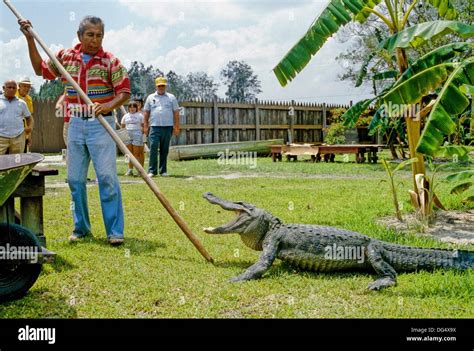 Alligator, Everglades, Florida Stock Photo - Alamy