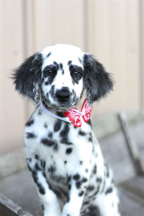 Miniature Long Haired Dalmatian Best Hairstyles Ideas For Women And