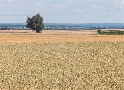 Reakcja odmian pszenicy ozimej na suszę