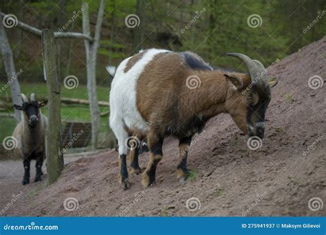 African Pygmy West African Dwarf Or Pygmy Goat Stock Image Image Of