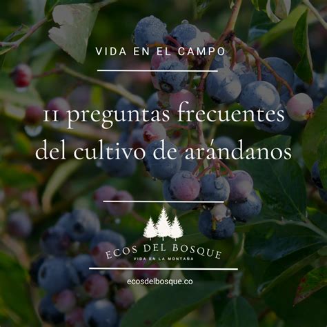 Guía de cultivo de arándanos Cómo cultivar arándanos