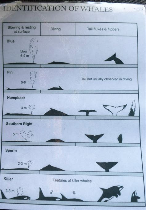 Whale Identification Chart