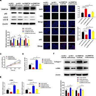 Mir Dnmt A Axis Regulates Proliferation And Fibrosis Of Cfs By