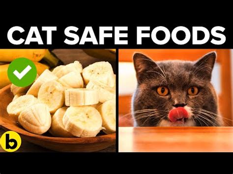 Can Cats Safely Snack On Banana Chips A Comprehensive Guide Fruit Faves