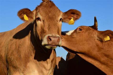 Free Picture Livestock Agriculture Bull Cattle Cow Grassland Calf