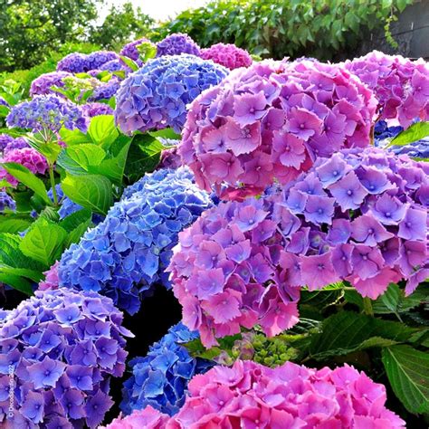 Hortensia Hydrangea macrophylla Déco du Jardin à reims