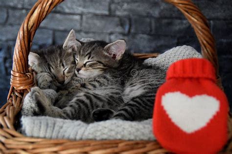 Two Lovely Kittens Sleeping In A Wicker Basket Stock Image Image Of