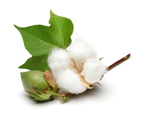 Cotton Plant And Green Cotton Boll With Leaf Isolated On White