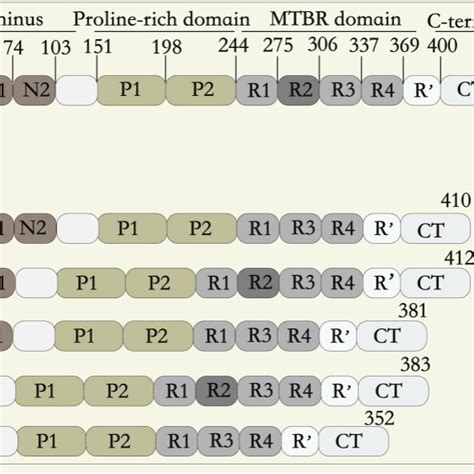 Schematic Representation Of The Protein Structures Of Tau Six Tau