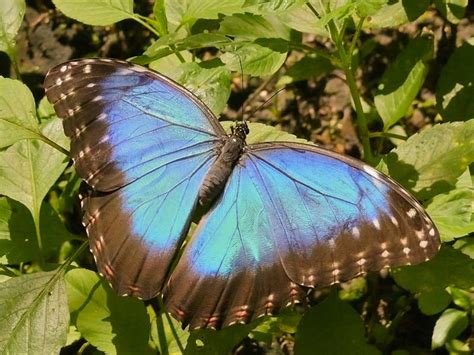 Blue Morpho Butterfly Facts