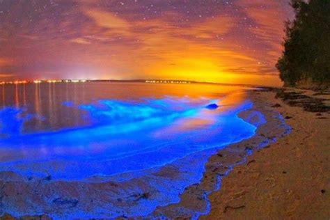 Lugar (Place) – Bahía Bioluminiscente de Puerto Mosquito (Puerto ...