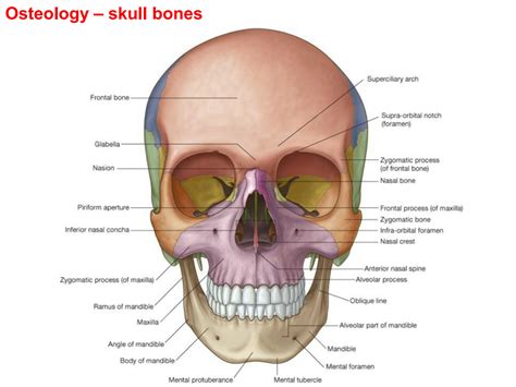 Solution Musculoskeletal Anatomy Head And Face Studypool