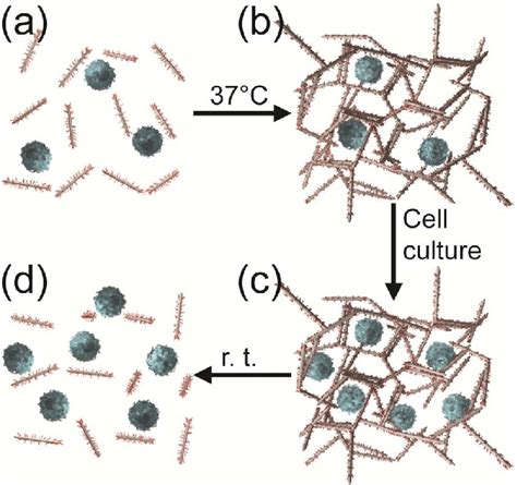 Schematics Of The Formation Of Thermoresponsive Nanofibrillar