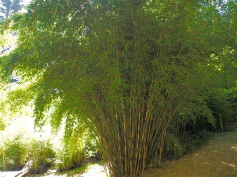 Borinda Macclureana Fargesia Macclureana Clumping Bamboo Plant Lust