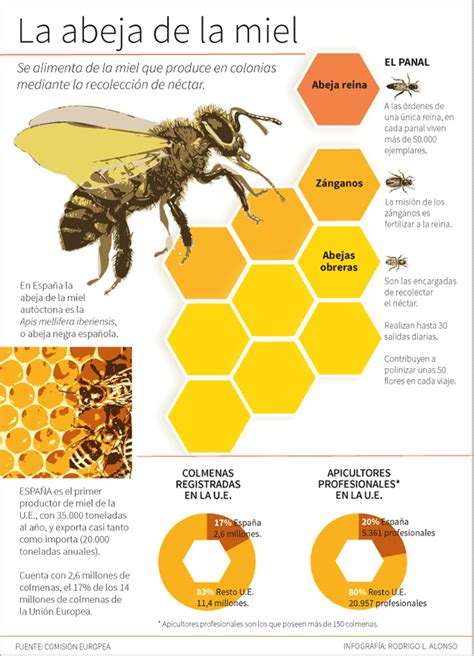 Infograf A Sobre La Abeja De La Miel