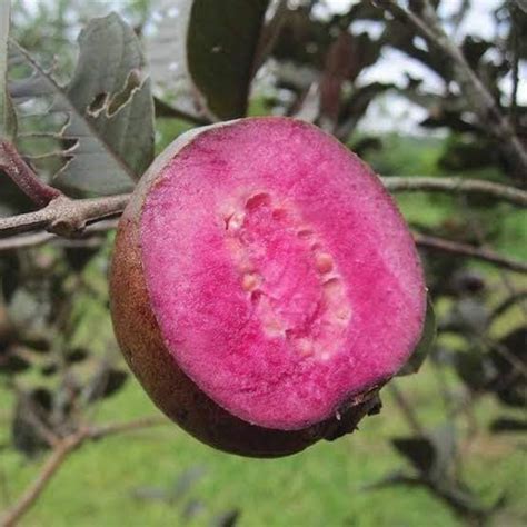 4ft Malaysian Red Guava Root Grafted Tropical Fruit Trees Etsy