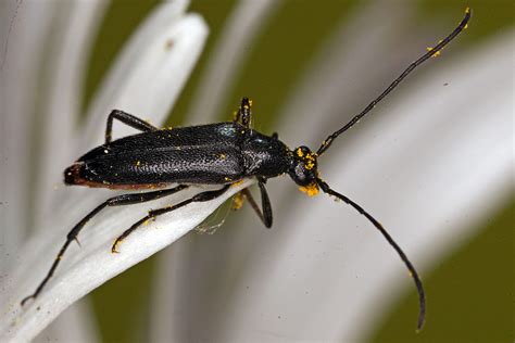 Stenurella Nigra Schwarzer Schmalbock Bockk Fer Cerambycidae