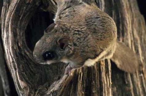 Southern Flying Squirrel - Glaucomys volans | Wildlife Journal Junior