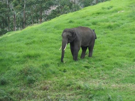 Munnar And Thekkady Lush Green Tea Gardens To Aromatic Spice Plantations Tripoto