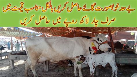 Today Malumor Mandi Jhang Update Cows Fresh Rates Update 2023 YouTube