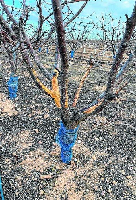 Seis Firmas Para Poner Coto A La Voracidad De Los Conejos En El Campo