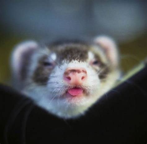 Cute Ferret Wallpaper - WallpaperSafari