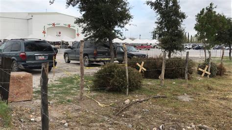 Instalan M Dulo En Reynosa Para Reciclar Pinos De Navidad Naturales