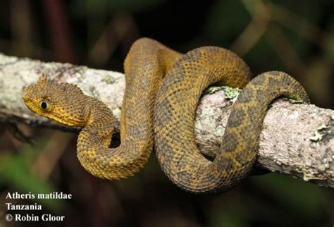 Atheris Matildae The Reptile Database