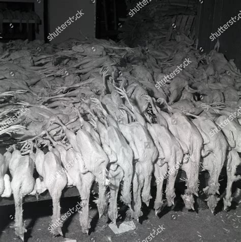 Smithfield Meat Market London Britain Editorial Stock Photo - Stock ...