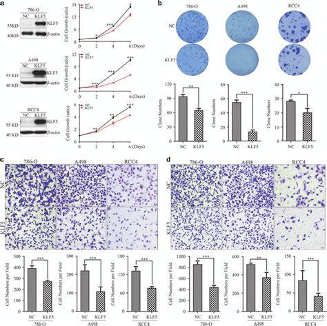 Klf Inhibits Ccrcc Cell Growth And Migration Invasion In Vitro O