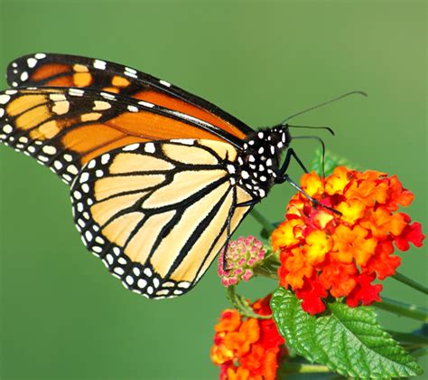 Create A Habitat For Butterflies — Green Acres Nursery & Supply