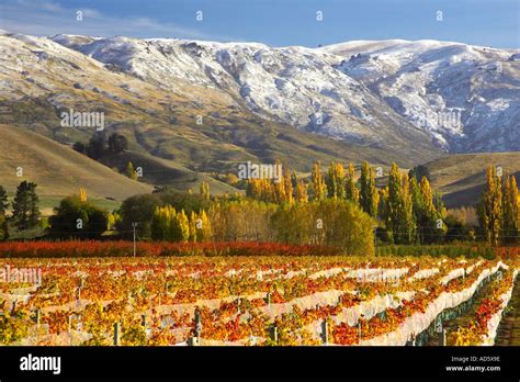 Vineyard Cromwell Central Otago South Island New Zealand Stock Photo ...