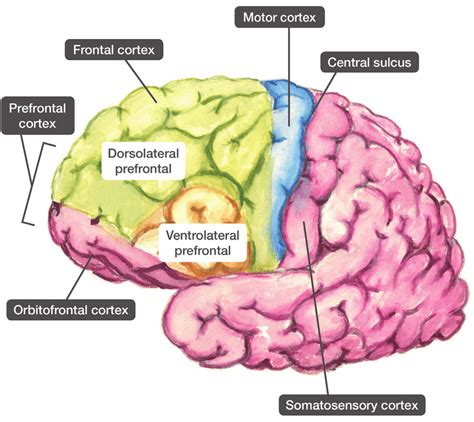 Divisions Of The Frontal Cortex Download Scientific Diagram