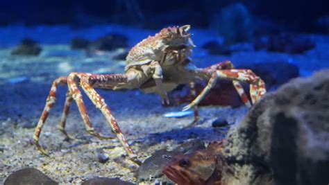 Close Up Of Crab Moving Underwater Stock Footage Video 8182636