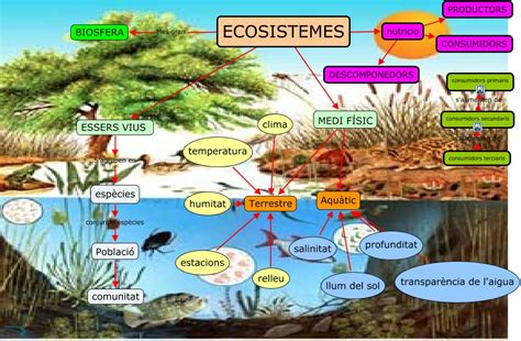 Los Ecosistemas Tipos De Ecosistemas Diferencias Y Cuadro Images Porn